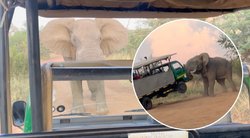 Turistus užpuolė dramblys (tv3.lt koliažas)