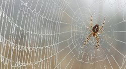 Namuose vorų neliks nė kvapo: štai, ką reikia daryti (nuotr. Fotolia.com)