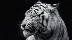Tigras (nuotr. blogspot.com)