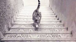 Kokia kryptimi katė eina? (nuotr. imgur.com)