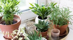 Pasakė, kiek augalų turėtų būti kiekvienam kambaryje: kiti to nežino (nuotr. 123fr.com)  