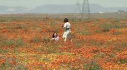 Kalifornijoje netikėtai gausiai sužydo lauko gėlės: nusifotografuoti traukia šimtai turistų (nuotr. stop kadras)