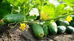 Jokiu būdu nesodinkite agurkų šalia šių augalų: derliaus nesulauksite (nuotr. Shutterstock.com)