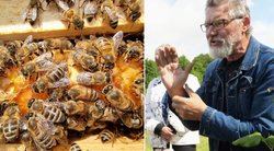 Algirdas Amšiejus papasakojo, ką svarbu žinoti norint pradėti auginti bites  