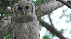 Verreaux eagle owl (nuotr. Twitter)