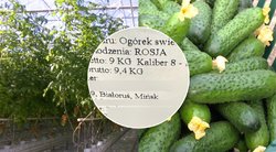 Lietuviai prekiauja rusiškomis daržovėmis (tv3.lt koliažas)