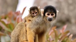 Beždžionės (asociatyvi nuotrauka) (nuotr. Vida Press)