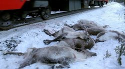Norvegijoje traukinys vėl užmušė elnių (nuotr. SCANPIX)