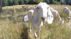 Kuršių nerijos gamtą gelbėja ožkos iš Žemaitijos: atlieka ypatingą misiją (nuotr. stop kadras)