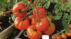 Nekartokite šių pomidorų auginimo klaidų: liksite be derliaus (nuotr. stop kadras)
