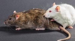 Žiurkės (nuotr. 123rf.com)