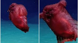 Begalvis jūrų monstras stebina net mokslininkus: išvemia savo vidaus organus (nuotr. YouTube)
