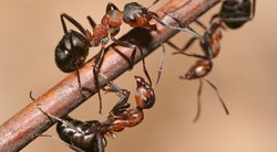 Atsikratykite skruzdėlių sode: štai, kas padės (nuotr. 123rf.com)