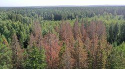 Kenkėjai naikina Lietuvos miškus (Aplinkos ministerijos nuotr.  