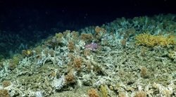 Mokslininkai rado iki šiol niekam nežinomą koralinį rifą: nustebino jo fauna (nuotr. stop kadras)