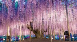 Įžengę į Ašikagos gėlių parką Točigos mieste, Japonijoje, galėsite pamatyti kininės visterijos medį, kuris dažnai vadinamas gražiausiu medžiu pasaulyje (nuotr. Shutterstock.com)