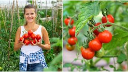 Ūkininkė su pomidorais (nuotr. 123rf.com)  