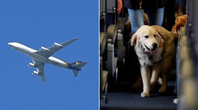 Pora gavo daugiau nei 1 300 eurų kompensaciją nes 13 valandų skrydyje sėdėjo šalia orą gadinančio šuns (nuotr. SCANPIX) tv3.lt fotomontažas