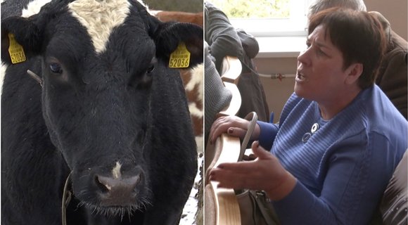 Pieno gamintojai grasina naujais protestais: „Atvešim prie Seimo pienovežį“ (tv3.lt koliažas)