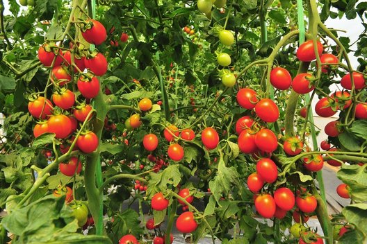 Pomidorai  (nuotr. 123rf.com)