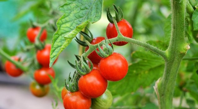 Padarykite tai savo pomidorams: derlius bus garantuotas (nuotr. Shutterstock.com)