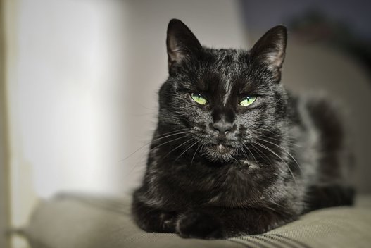 Juodas katinas (nuotr. 123rf.com)