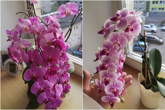 Kaunietės Rimos orchidėjos stebina svečius (tv3.lt fotomontažas)