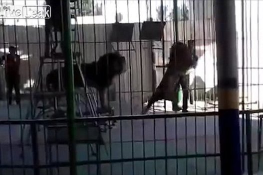 Siaubo akimirka: liūtas per pasirodymą sumaitojo dresuotoją (nuotr. Live Leak)  