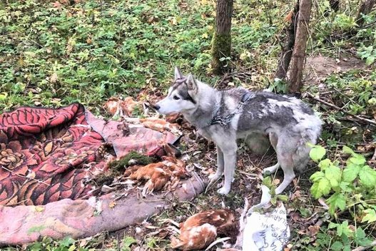 Žiaurus poelgis Ukmergės rajone: šunį pririšo prie medžio ir paliko miške (nuotr. Ukmergės žinios)  