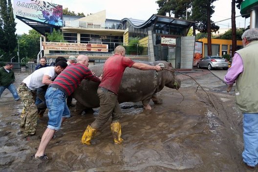 Potvynis Tbilisyje nusinešė žmonių gyvybes, iš zoologijos sodo pabėgo gyvūnai (Nuotr. Scanpix)  