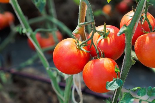 Pomidorų derlius (nuotr. 123rf.com)