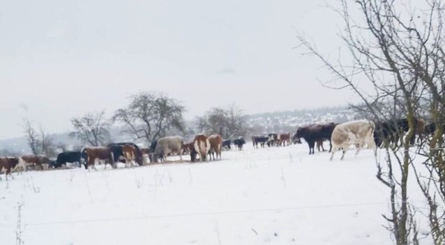Žiemą lauke ganomos karvės (nuotr. Rinkos aikštės skaitytojų)  