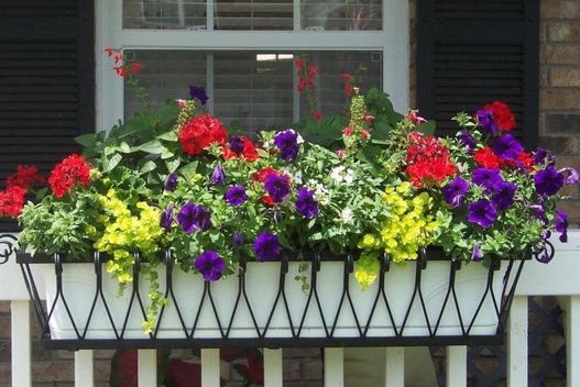 Atskleidė geriausias balkonų gėles: laikas jų sodinimui (Nuotr. valstietis.lt)  