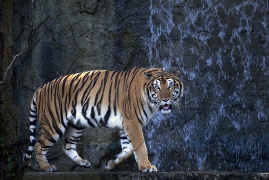 Tigras (nuotr. Fotolia.com)