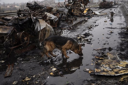 Okupantai Ukrainoje žudo ne tik civilius: gyventojų šunis nušauna dėl „pramogos“ (nuotr. SCANPIX)
