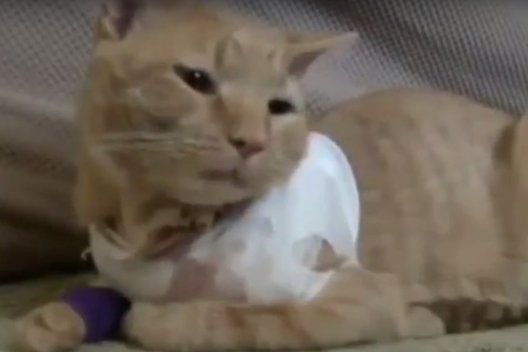 Nuostabus katinas išgelbėjo mažametį nuo į jį skridusios kulkos (nuotr. YouTube)