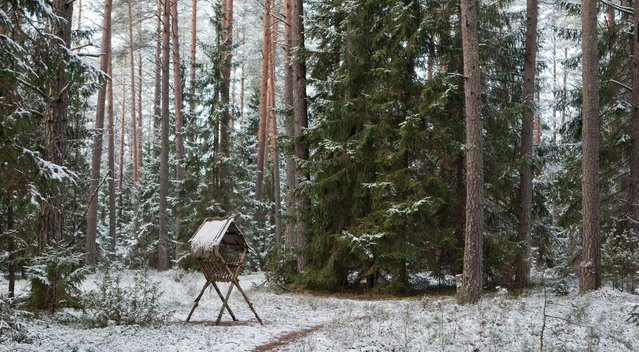 Miškas žiemą (Fotobankas)