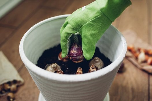 Kvapnieji hiacintai, tulpės, krokai, narcizai ar snieguolės puikiai auga ir namų sąlygomis (nuotr. Shutterstock.com)