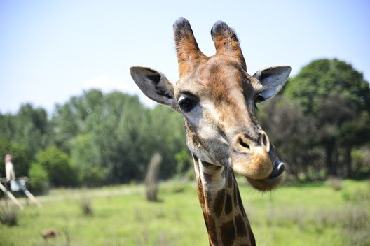 Žirafa (nuotr. Fotolia.com)