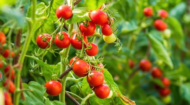 Šios pomidorų veislės užkariavo lietuvių širdis: išbandykite šiemet (nuotr. Shutterstock.com)