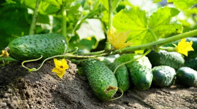 Išdavė geriausias agurkų veisles: gausus derlius garantuotas (nuotr. Shutterstock.com)