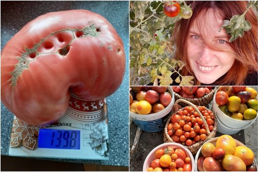 Ingos šiltnamyje – kilogramą sveriantys pomidorai (nuotr. asm. archyvo)