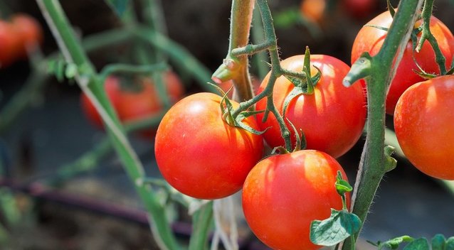 Šiukštu nesodinkite pomidorų šalia šių augalų: liksite be derliaus (nuotr. 123rf.com)