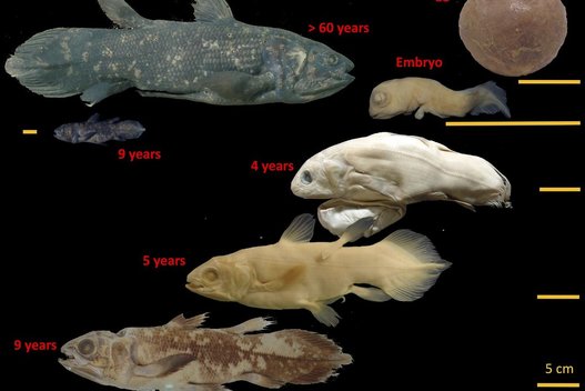 Žuvis, vadinama „gyvąja fosilija“, išgyvena 100 metų, o jos nėštumas trunka 5 metus (nuotr. SCANPIX)
