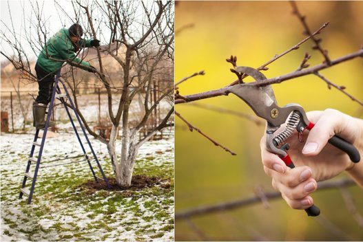 Ekspertas atskleidė auksinius sodo patarimus: nekartokite šių medžių priežiūros klaidų  (nuotr. Shutterstock.com)