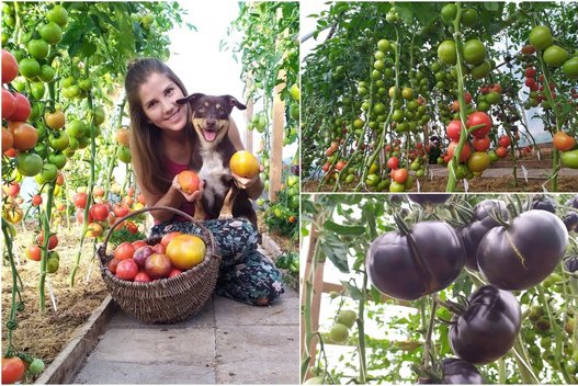 Ingrida savo namuose užsiaugino tikrą pomidorų rojų (nuotr. asm. archyvo)