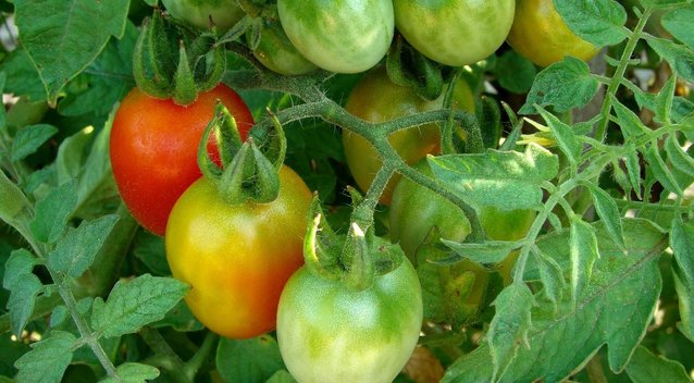 Žali pomidorai (nuotr. 123rf.com)
