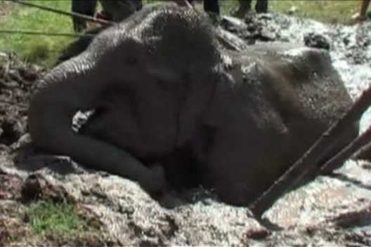 Įstrigęs dramblys (nuotr. TV3)  