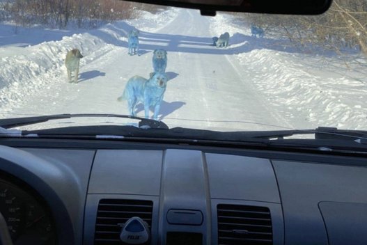 Mėlyni šunys Rusijoje (nuotr. Twitter)