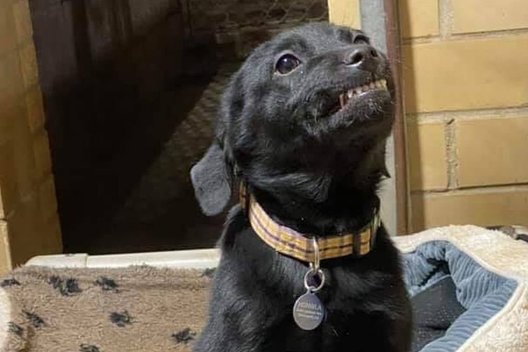 Jautru iki ašarų: 8 savaičių šuniukas šypsosi visiems, kad jį pasiimtų namo (nuotr. facebook.com)